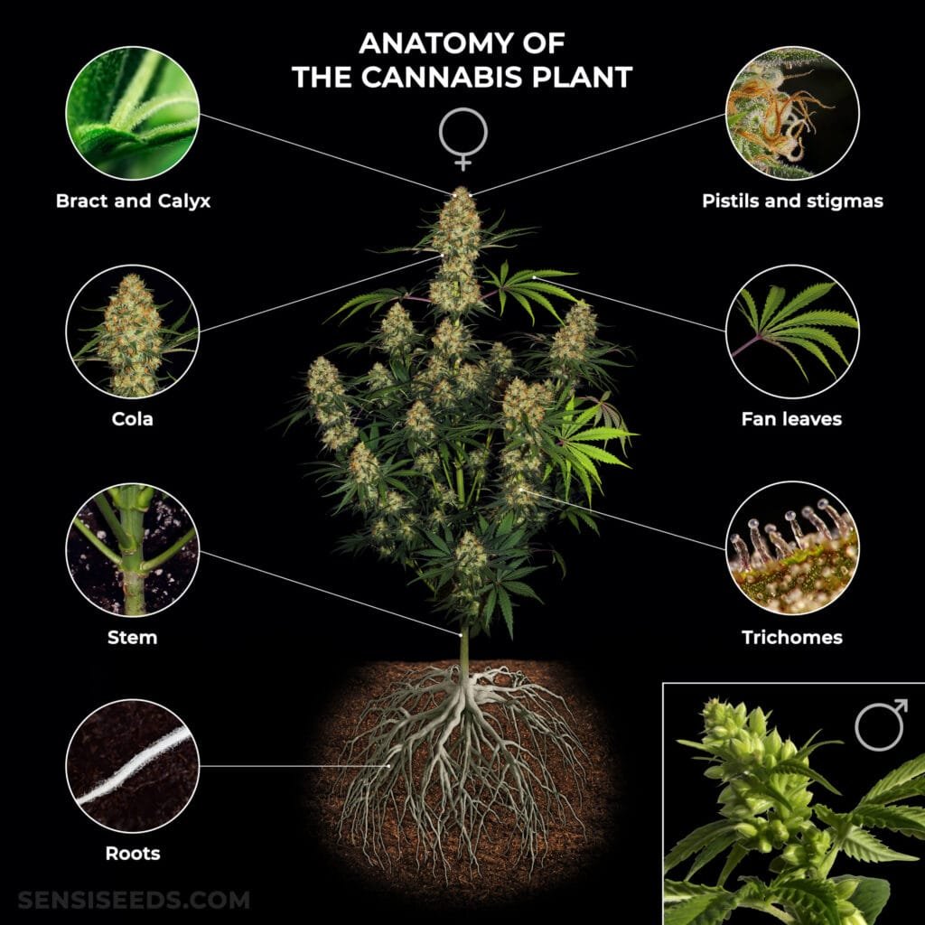 Medicinal or Recreational? How Different Cannabis Strains Target Pain, Anxiety, and Pleasure
