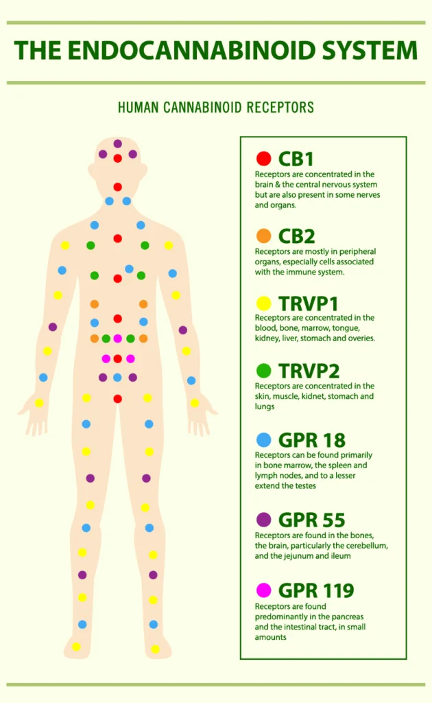 From Illegal to Prescribed:How Cannabis Entered the Hospital Ward