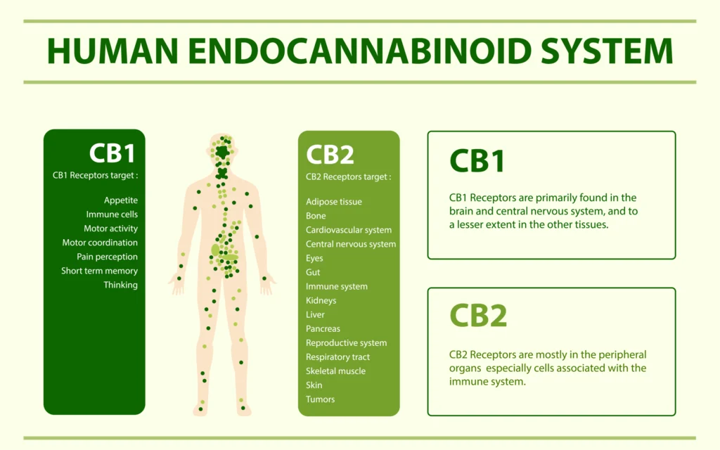 From Illegal to Prescribed:How Cannabis Entered the Hospital Ward
