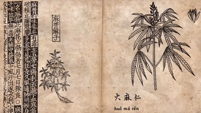 From Illegal to Prescribed:How Cannabis Entered the Hospital Ward history of medical cannabis from ancient remedies to modern hospital prescriptions