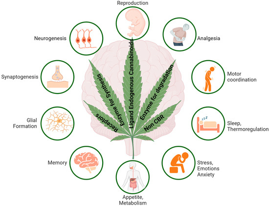 The Chemistry Behind Potency: What Makes Synthetic Cannabinoids Hyperactive?