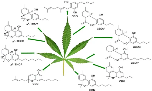 Synthetic vs. Natural Cannabinoids: How Much Stronger Are Lab-Made Compounds?