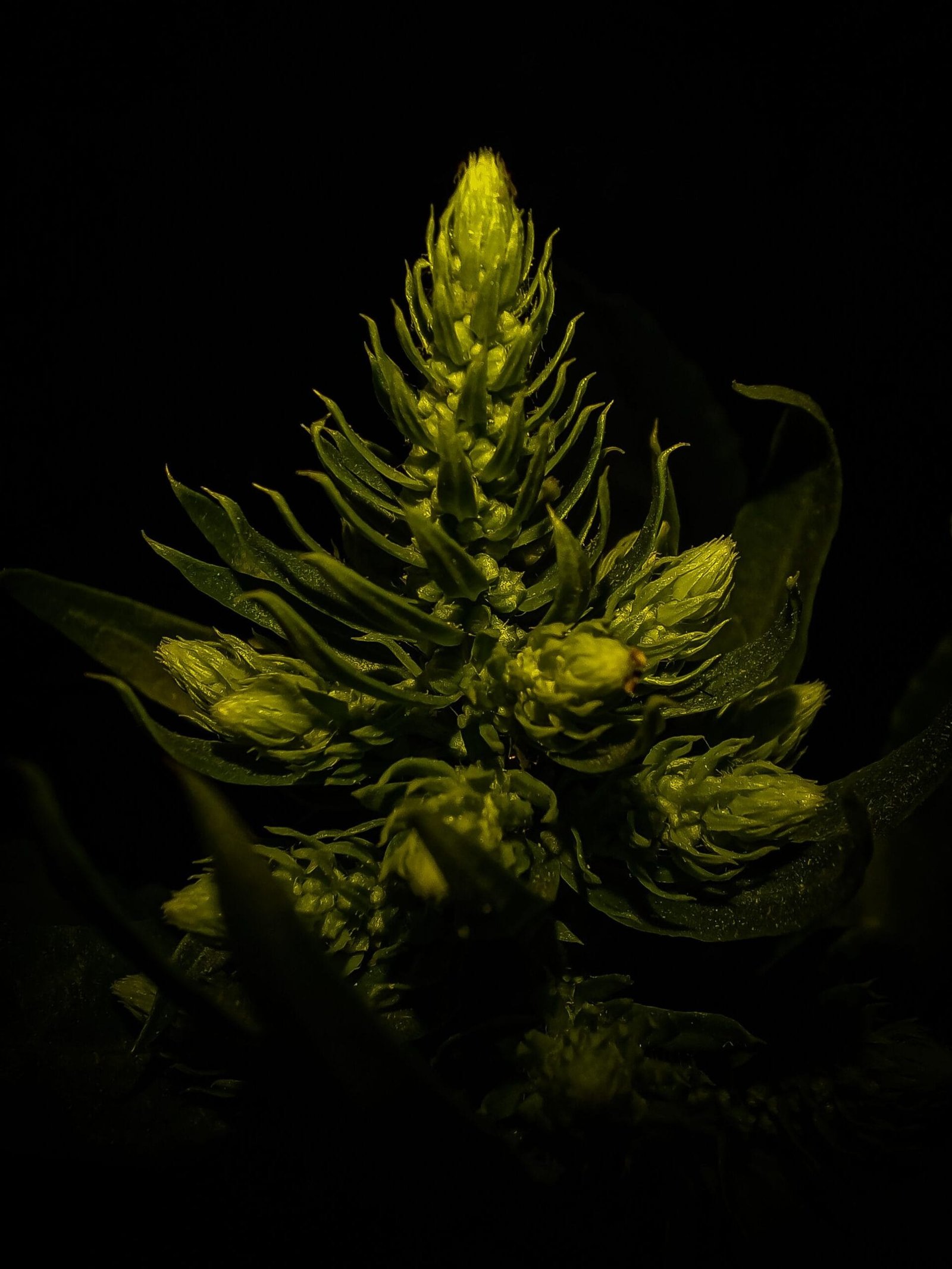 best lab practices for strain selection in vape manufacturing