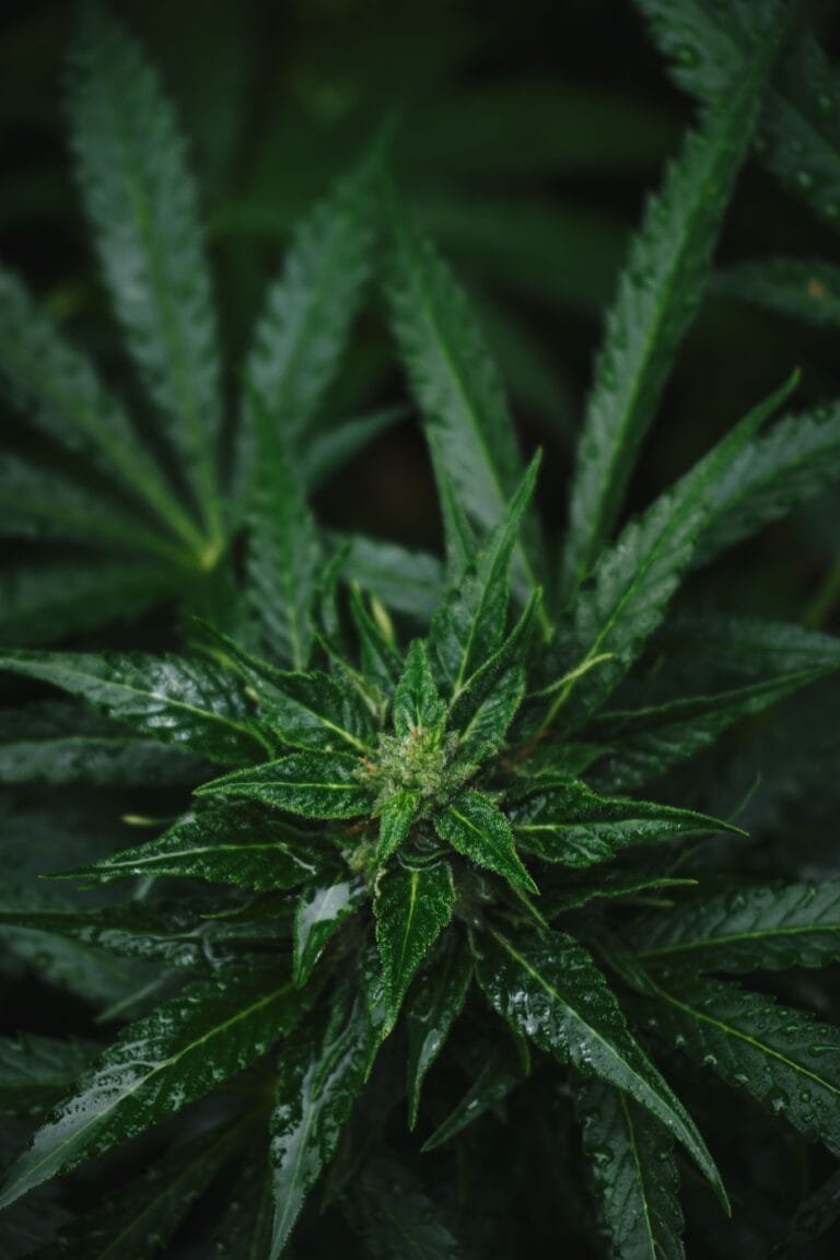 is K2 spray the same as cannabis?
