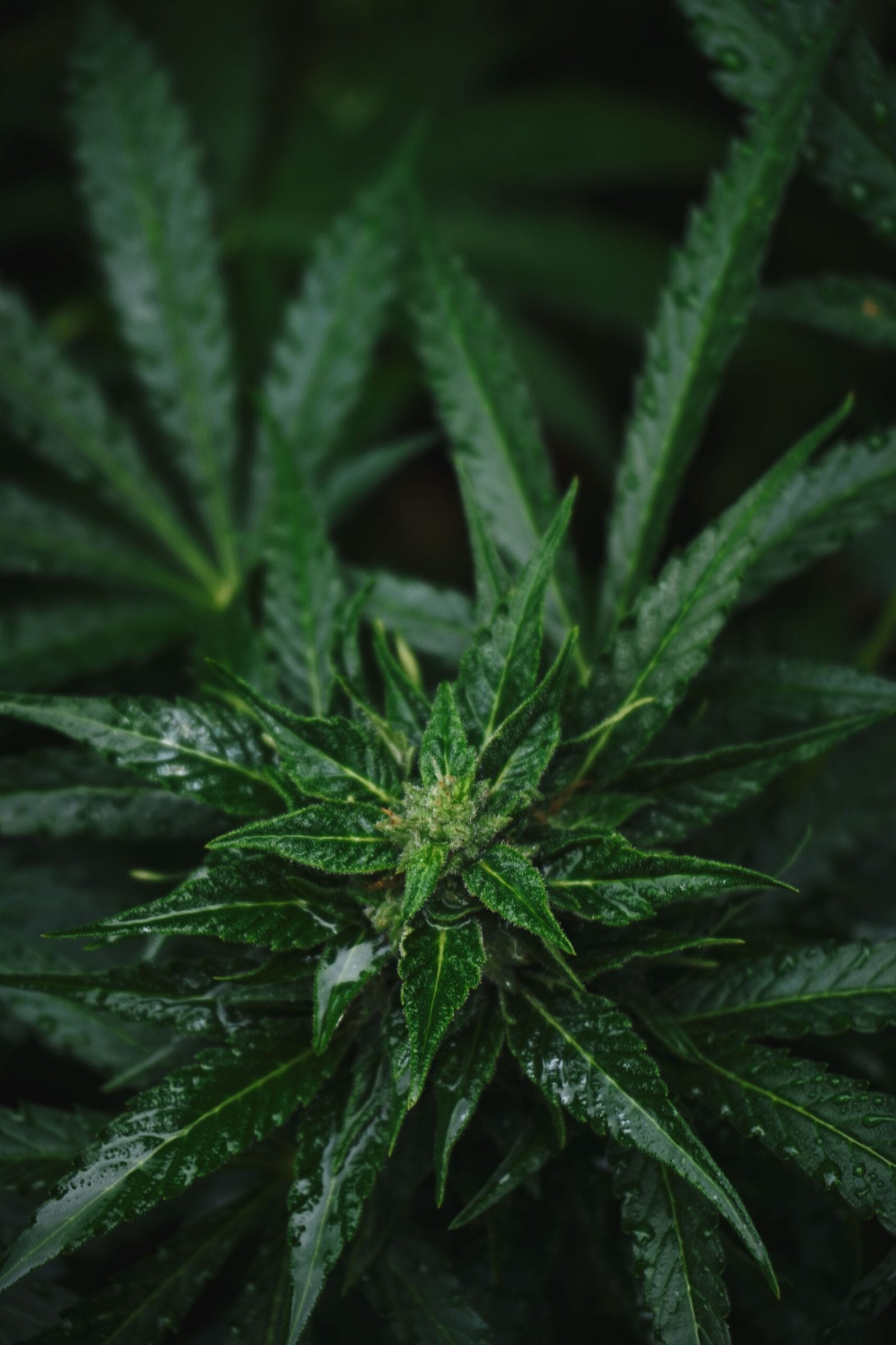 K2 Spray vs Cannabis: What’s the Real Difference? is K2 spray the same as cannabis?