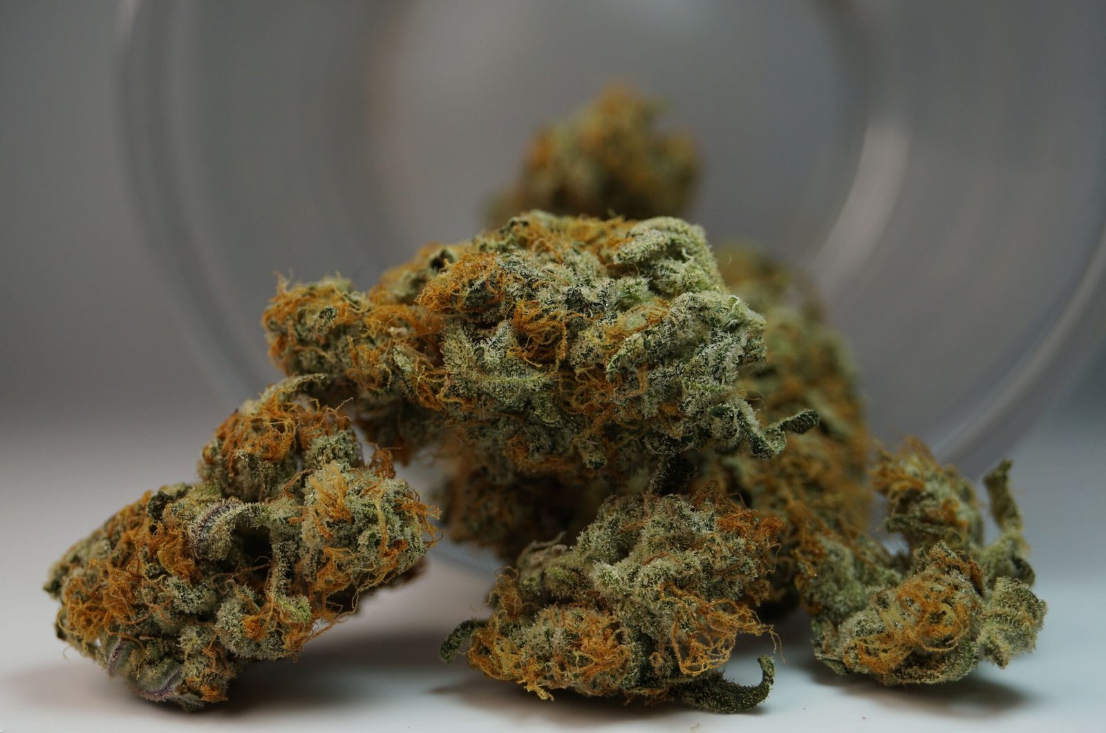 Clinical Evidence for Strain-Specific Benefits: Which Cannabis Varieties Reduce Inflammation, Neuropathic Pain, and Anxiety? which cannabis varieties have clinical proof for anxiety reduction