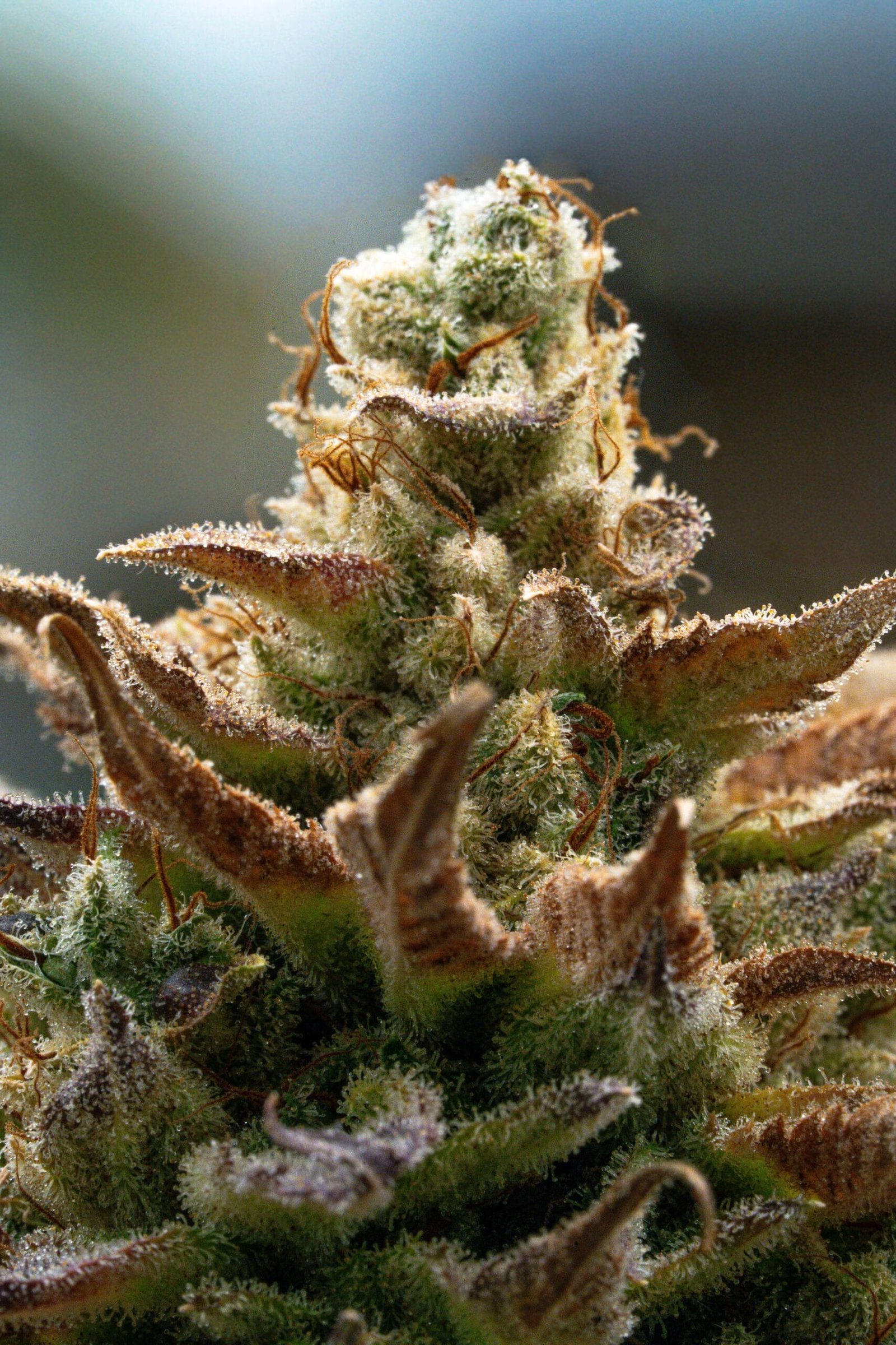 Personalized Pain Management with Cannabis: Top Strains for Nerve Pain & Inflammation top cannabis strains for nerve pain and reducing inflammation