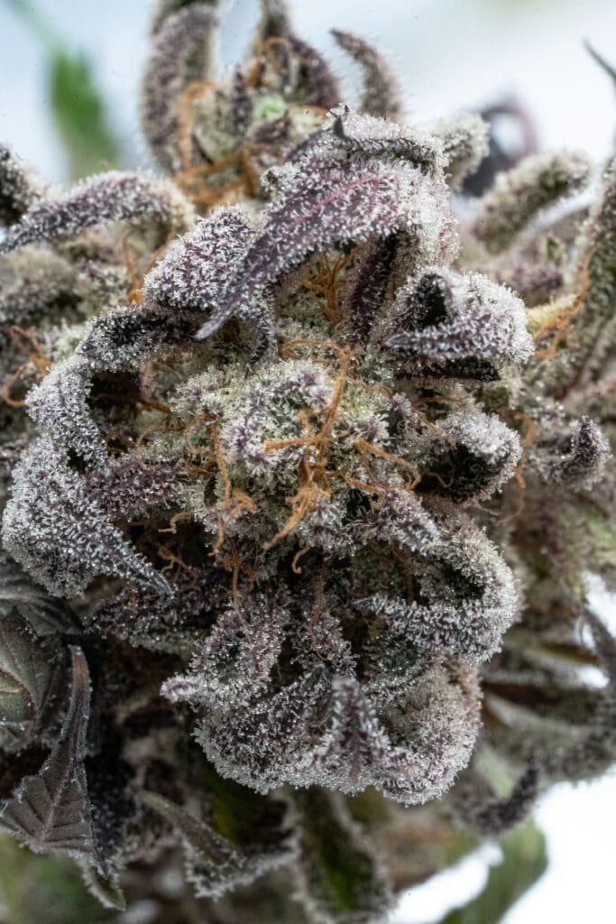 Wake-Up Vapes: Energizing Sativa Strains Preferred by Morning Users and Creatives