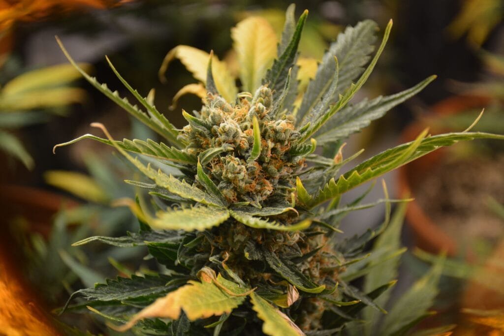 Wake-Up Vapes: Energizing Sativa Strains Preferred by Morning Users and Creatives