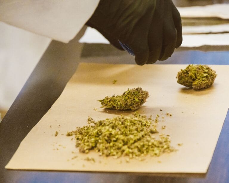 best Gumbo strain edibles for sustained muscle relief