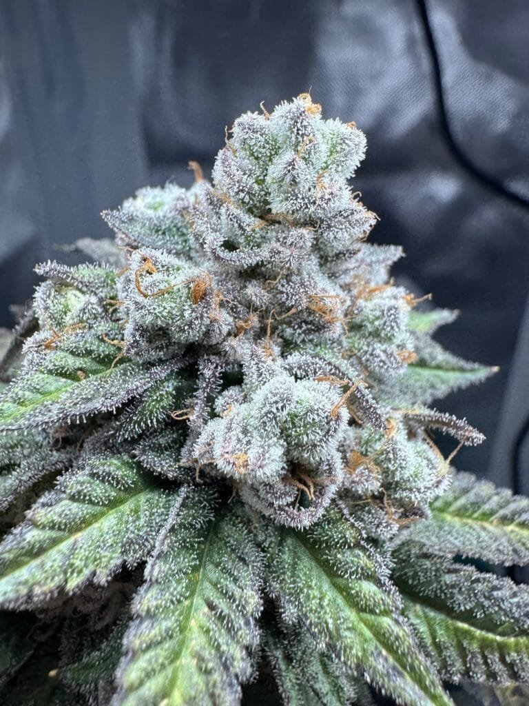 where to buy top California vape strains near Los Angeles