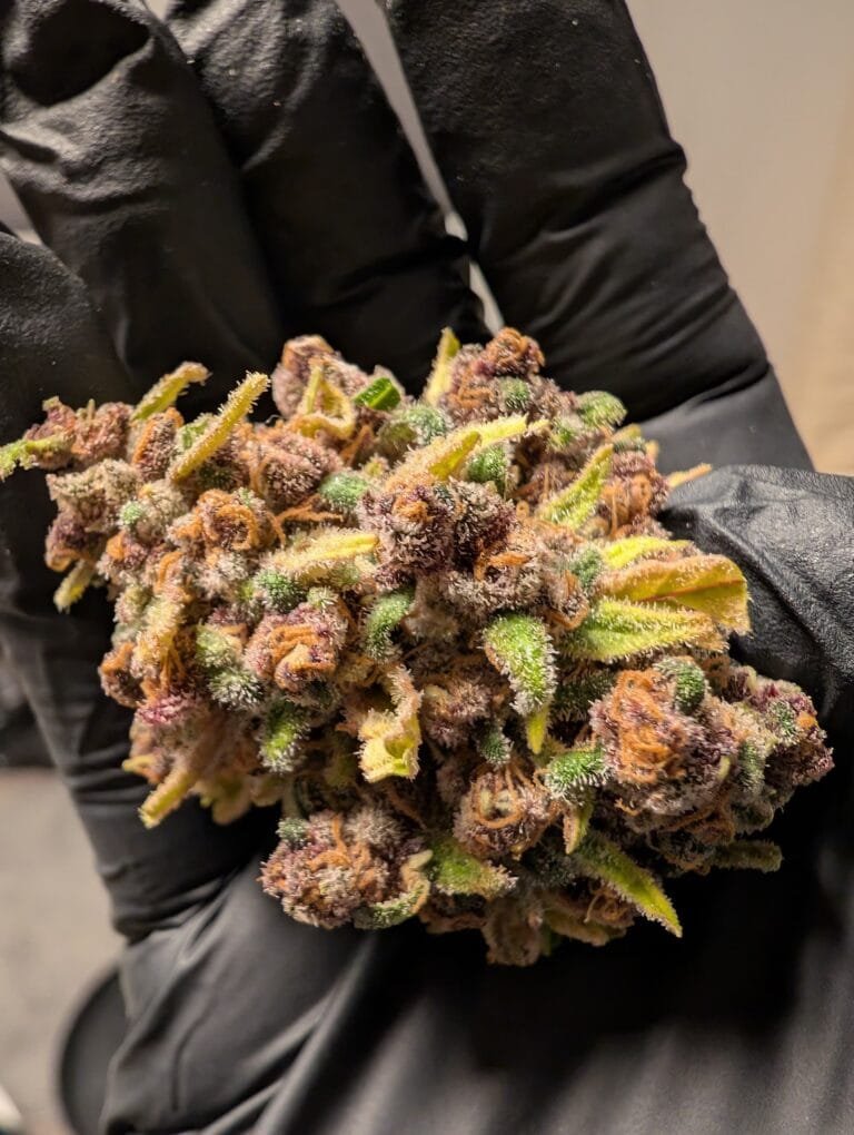 best gumbo strain products for anxiety relief canada