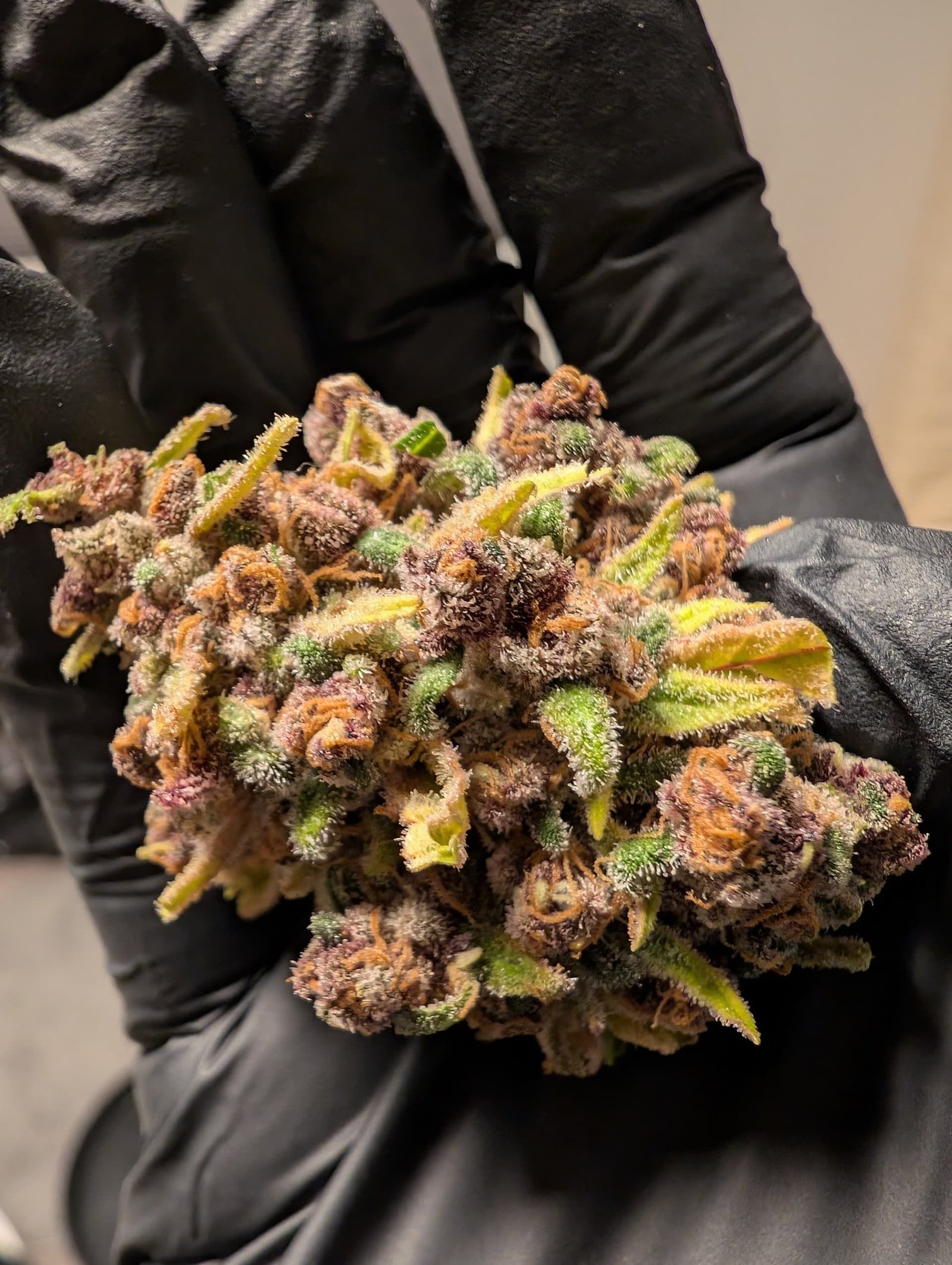 best gumbo strain products for anxiety relief canada