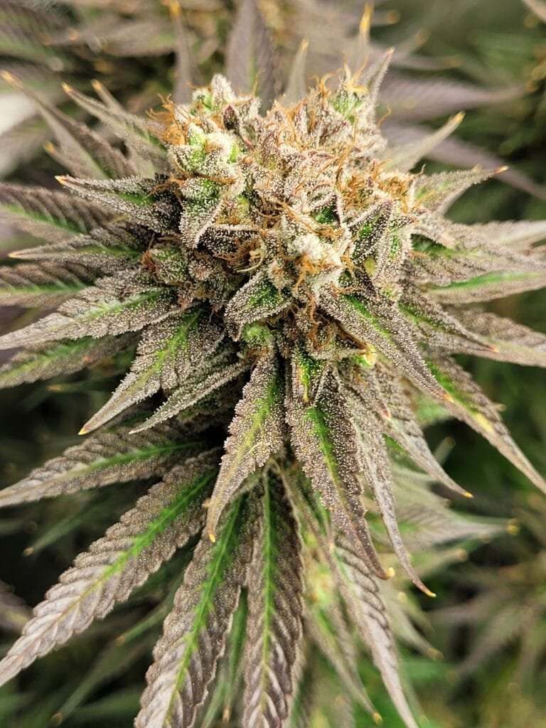 best cannabis strains for treating chronic pain and inflammation