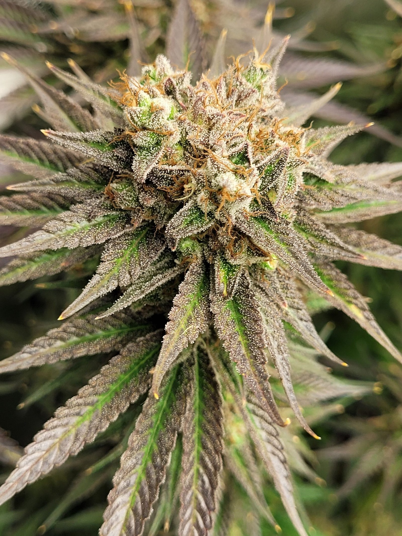 best cannabis strains for treating chronic pain and inflammation