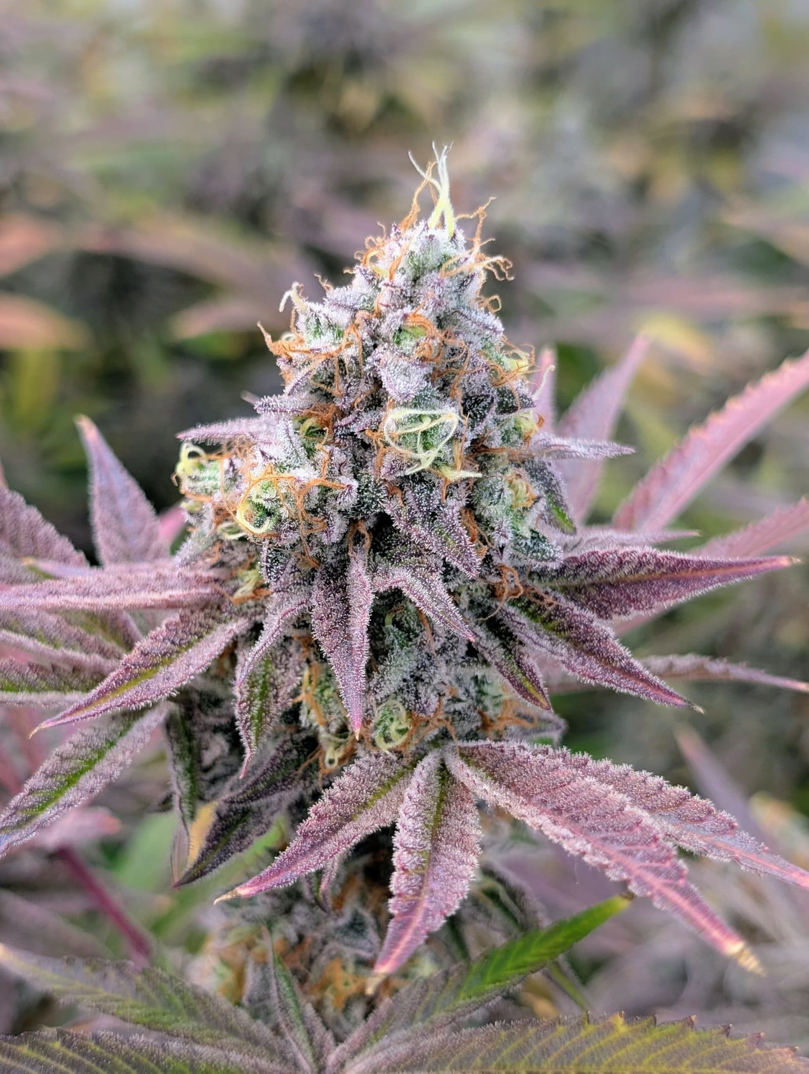 best sativa strains for vaping to boost creativity
