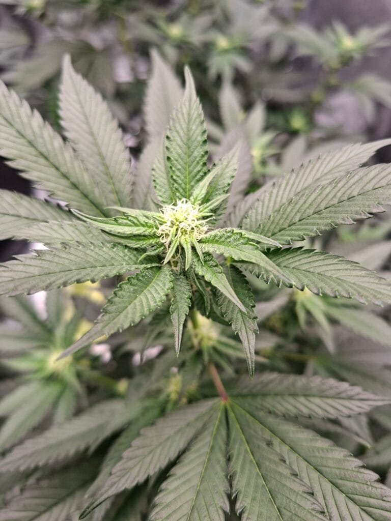 best nighttime cannabis strains for vaping to help you sleep naturally