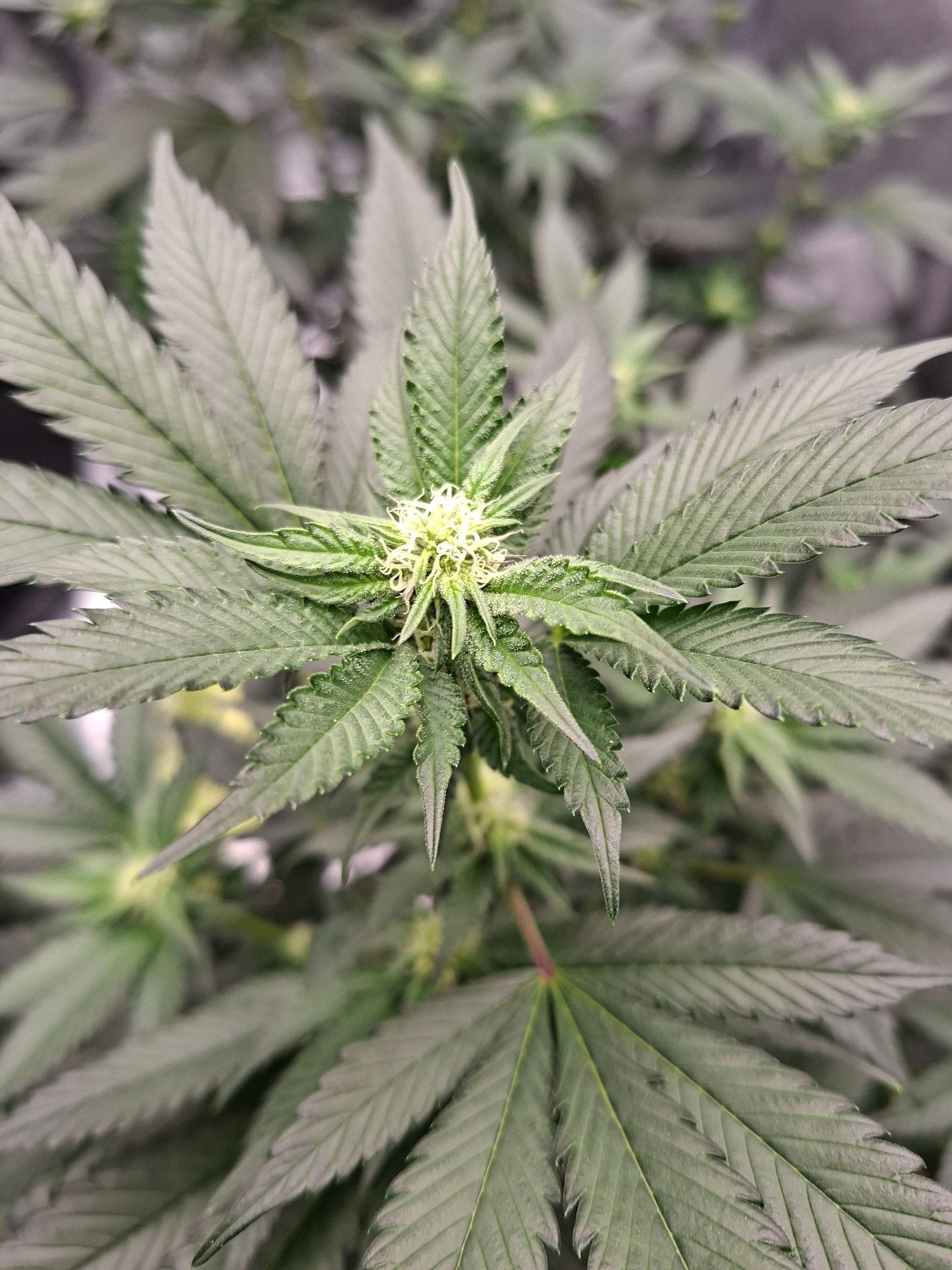 best nighttime cannabis strains for vaping to help you sleep naturally