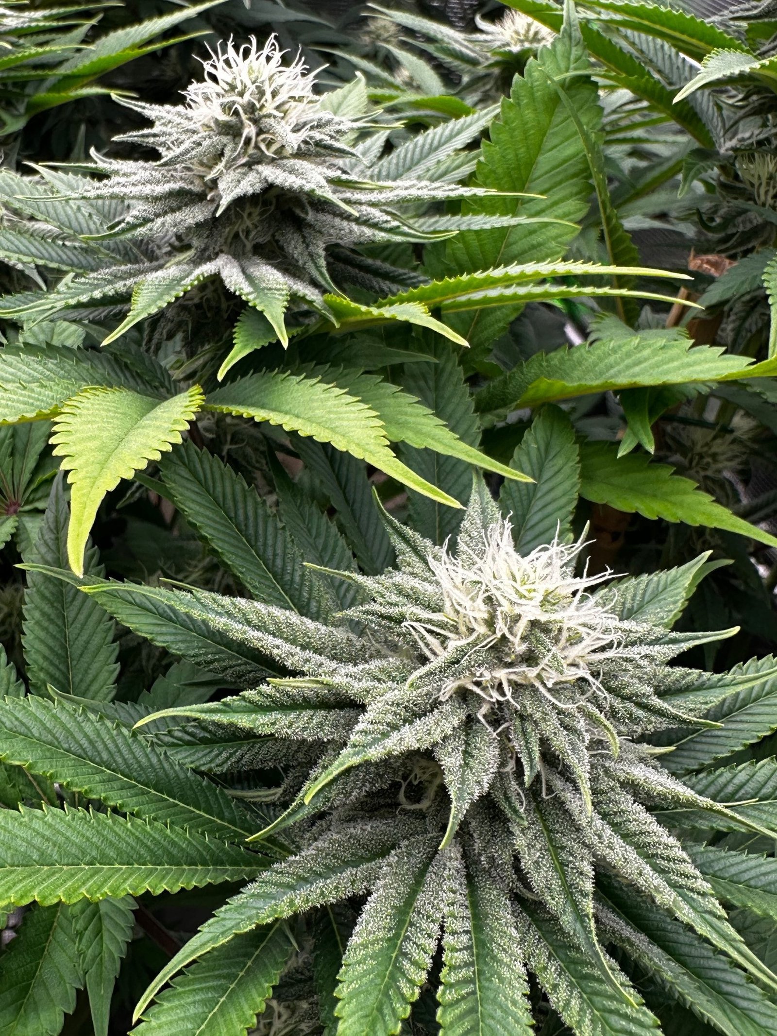 which cannabis strains have the best vape terpene flavor