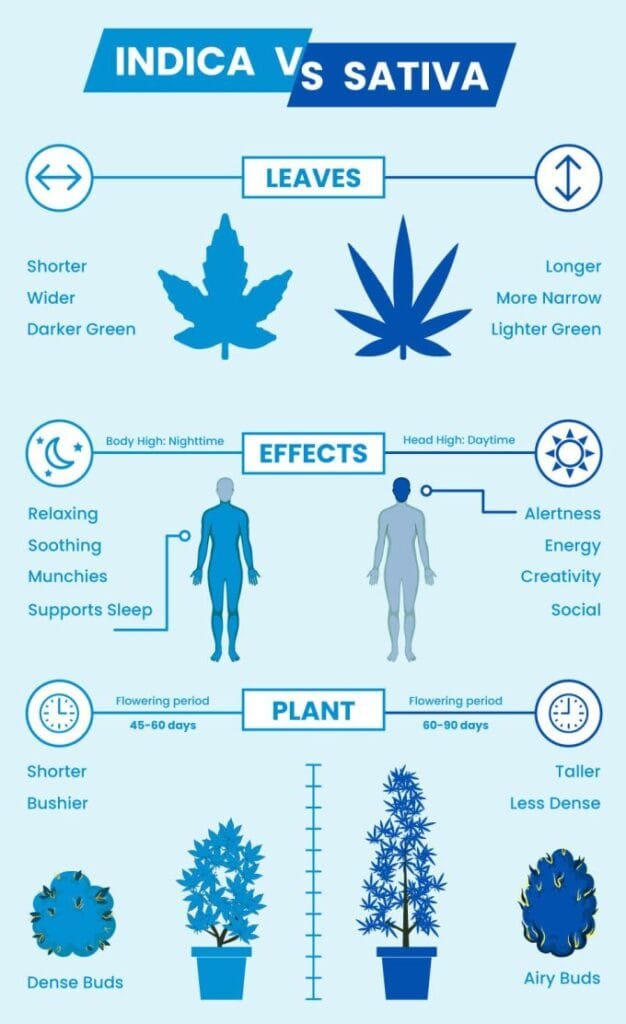 Medicinal or Recreational? How Different Cannabis Strains Target Pain, Anxiety, and Pleasure