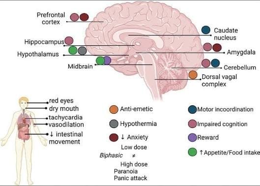 When Weed Helps Depression: Cannabinoids and Sadness — When Weed Helps and When It Hurts