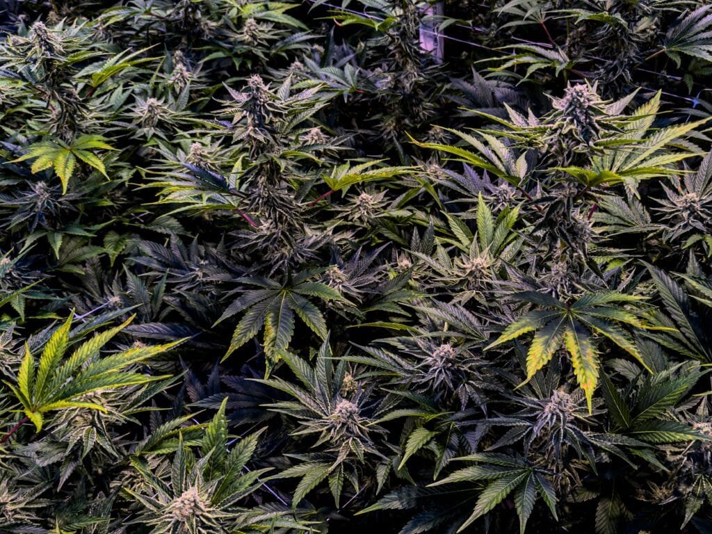 Why Blueprint Gumbo Is Getting Attention in Liechtenstein’s Cannabis Search Trends