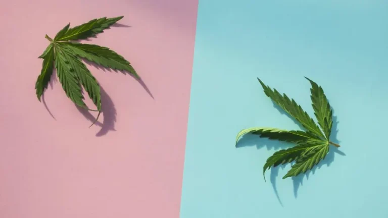Is Delta 9 the Same as Spice? Delta-9 THC vs. Spice/K2 — Key Differences in Safety, Legality, and Effects Is delta 9 the same as Spice?