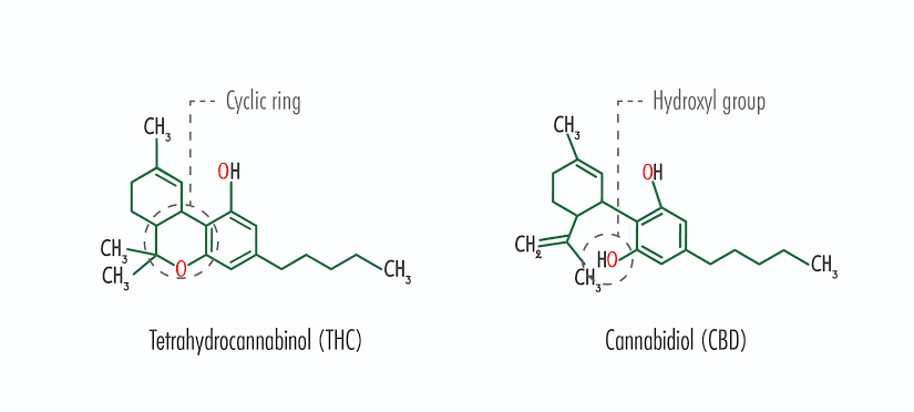 Are Synthetic Cannabinoids Legal in Liechtenstein? Synthetic Cannabinoids vs Cannabis Explained