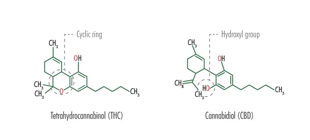 Is Delta 9 the Same as Spice? Delta-9 THC vs. Spice/K2 — Key Differences in Safety, Legality, and Effects